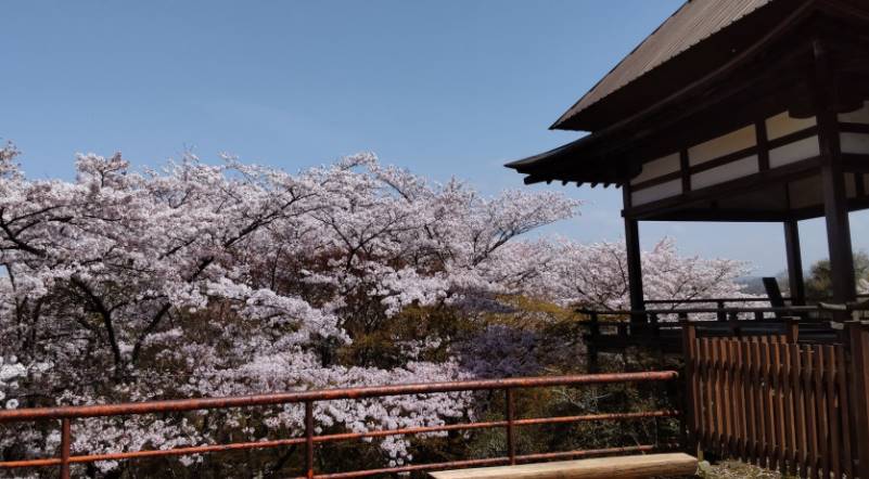 石山寺の桜21の見頃 ライトアップやアクセス 屋台など